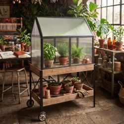 Serre sur meuble en bois à roulette - Greenhouse