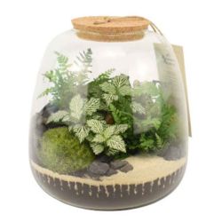Terrarium - Othello