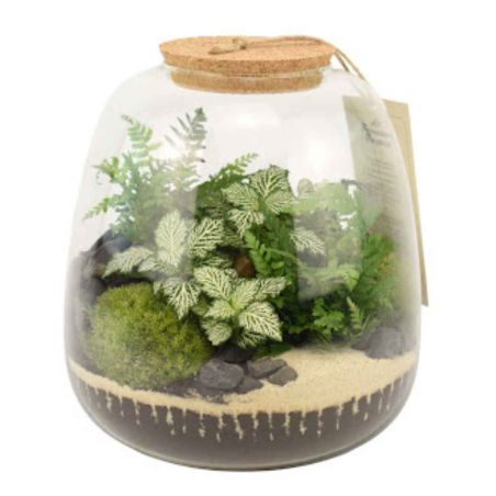 Terrarium - Othello