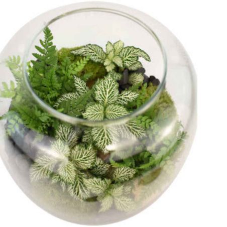 Terrarium - Othello