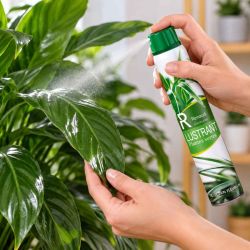Lustrant plantes - Sélection fleuriste