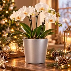 Cache-pot orchidée basic Noël D.13.5cm