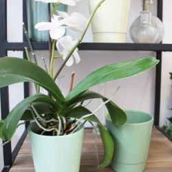 Cache-pot orchidée (assortiment 3 couleurs) 2 couleurs - Alessos