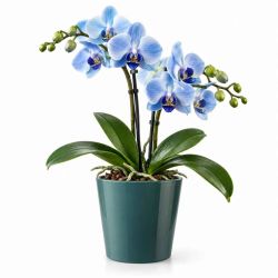 Cache-pot orchidée D.13 x H.13cm plusieurs couleurs - Dallas