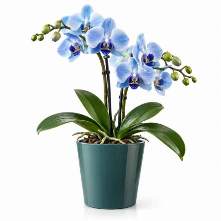 Cache-pot orchidée D.13 x H.13cm plusieurs couleurs - Dallas