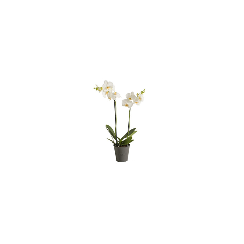 Pot de fleurs rond zinc liseré 3 bandes gris anthracite Candide - grossiste fleuriste