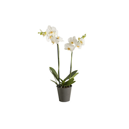 Pot de fleurs rond zinc liseré 3 bandes gris anthracite Candide - grossiste fleuriste