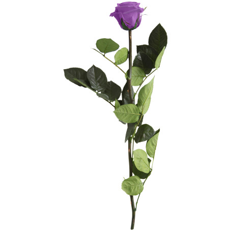 Rose éternelle tigée Amorosa 53cm - Plusieurs coloris