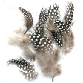 Plumes de pintade