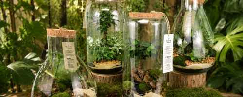 Terrariums tropicaux